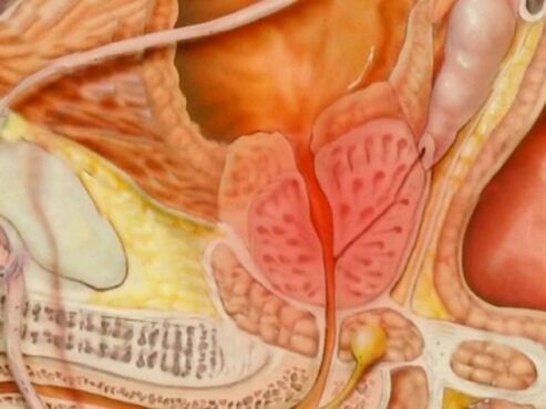a look at a healthy human prostate